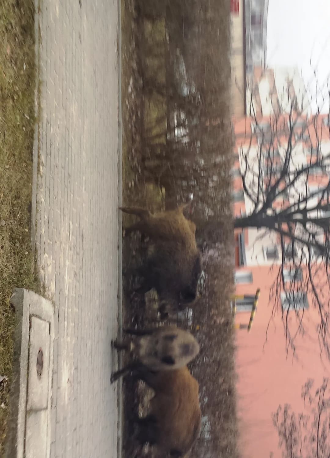 Co robić, gdy dziki na osiedlu? Kluczowe porady dla bezpieczeństwa